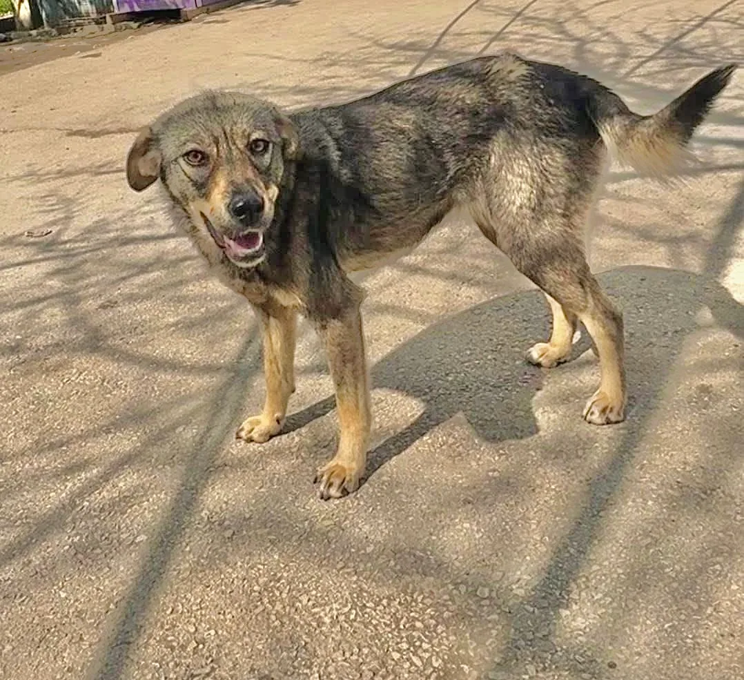 Нова